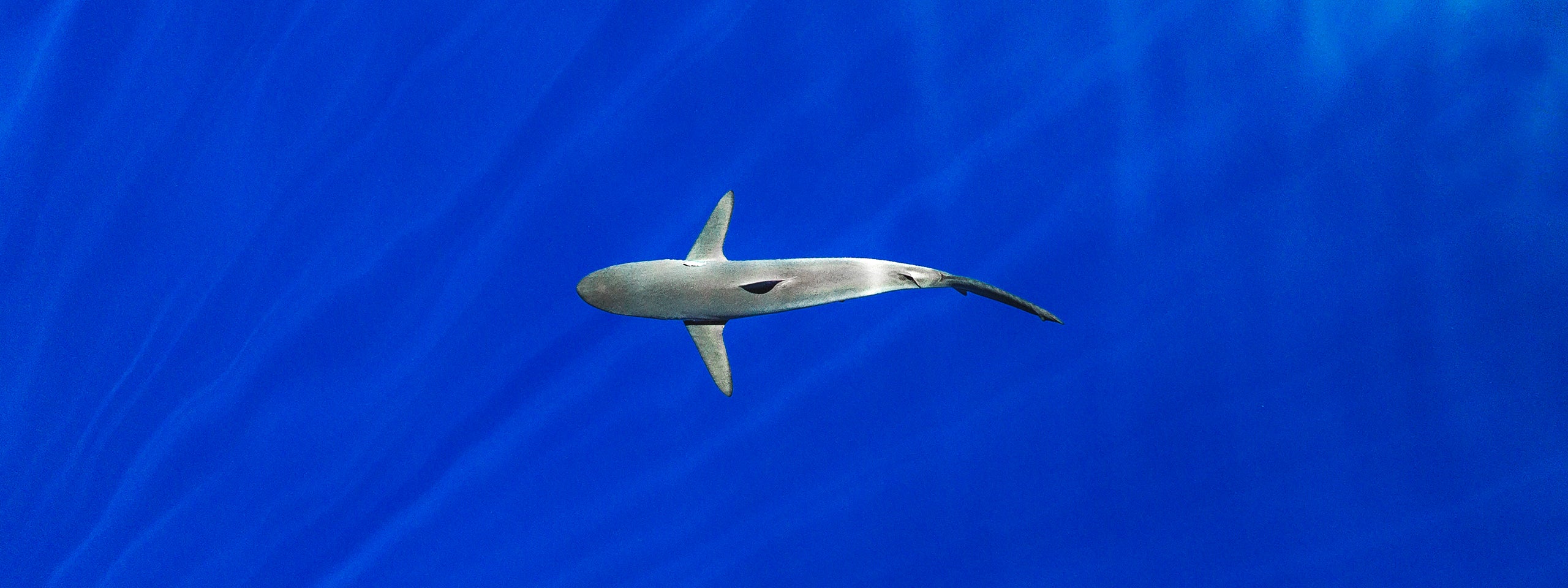 YBS Spearfishing